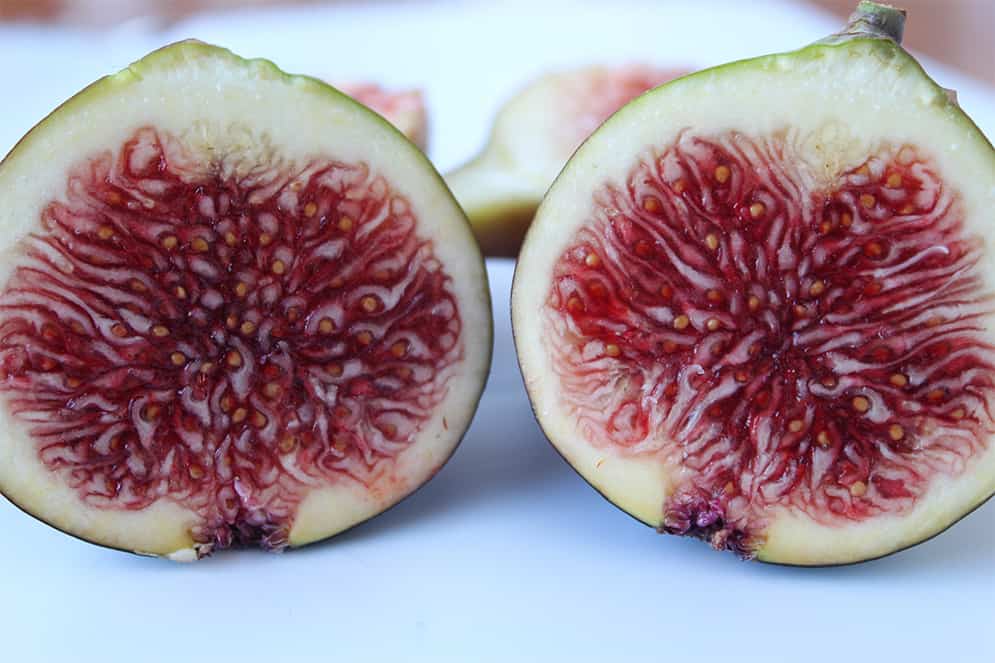 biological-figs.jpg